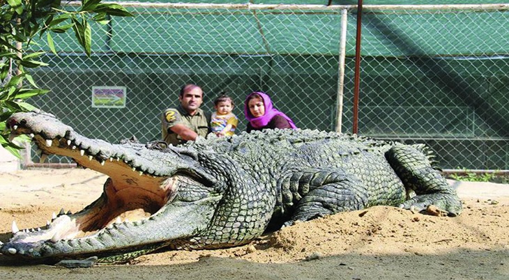 ゲシュム島のワニ園