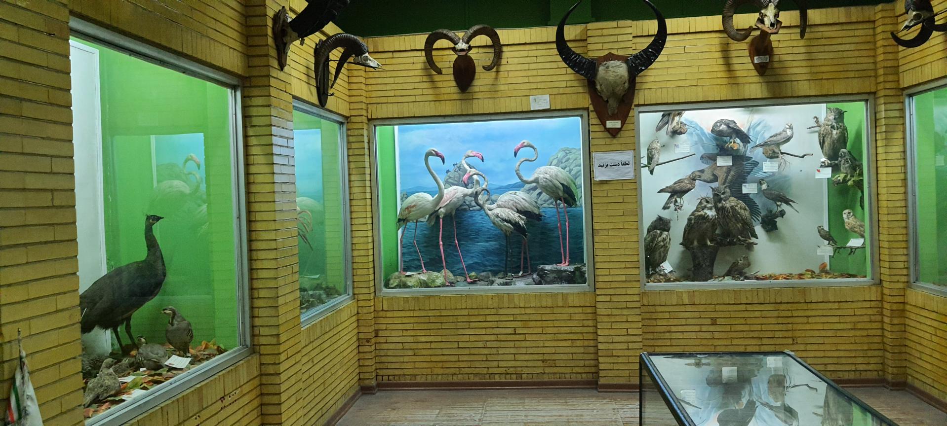موزه تاریخ طبیعی تبریز، محلی برای آشنایی با طبیعت شمال شرق ایران